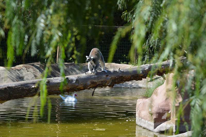 lemure catta leonardodelfini zooabruzzo
